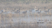 Tundra Swan in Prince George County, VA