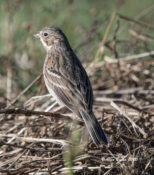 Vesper Sparrow in Charles City County, VA