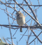 Continuing Vesper Sparrow in Charles City County, VA