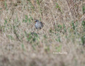 White-crowned Sparrow in Charles City County, VA