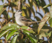 White-crowned Sparrow in Charles City County, VA