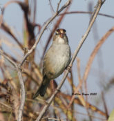 White-crowned Sparrow (immature) in Charles City County, VA