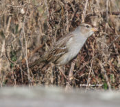 White-crowned Sparrow (immature) in Charles City County, VA