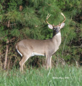 White-tailed Deer in Prince George County, VA