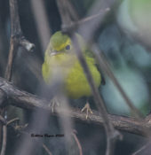 Wilson's Warbler in West Point, VA