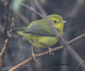 Wilson's Warbler in West Point, VA