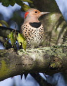 Yellow-shafted Flicker in Charles City County, VA