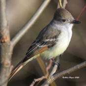 Ash-throated Flycatcher along NC 264 in Hyde County, NC