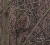 Barred Owl the scorn of the Cooper's Hawk at Malvern Hill