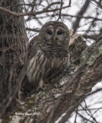 Barred Owl at Powhatan State Park, VA