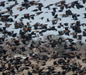 Some of thousands of mostly Red-winged Blackbirds in Hyde County, NC