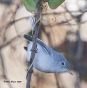Blue-gray Gnatcatcher in Hyde County, N.C.