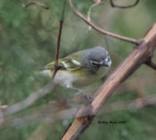 Blue-headed Vireo in Claremont, Surry County, VA