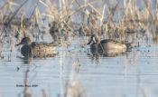 Blue-winged Teal in Prince George County, VA