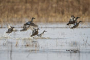 Blue-winged Teal getting up due to Peregrine flying overhead in Prince George County, VA