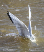 Bonaparte's Gull submerged for food source at John Kerr Dam, VA