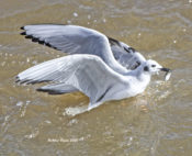 Adult Bonaparte's Gull feeding on minnows at John Kerr Dam, VA