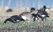 Graylag Goose X Canada Goose in fields with feeding Canada's in eastern Henrico County, VA