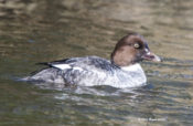 Common Goldeneye in canal near Middletown, NC
