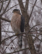 Adult male Cooper's Hawk at Malvern Hill Battlefield, eastern Henrico County, VA