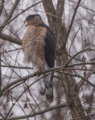 Adult male Cooper's Hawk calling at Malvern Hill Battlefield, eastern Henrico County, VA