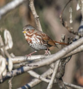 Fox Sparrow in Hopewell, VA