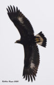 Immature Golden Eagle in Highland County, VA