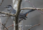 Gray Catbird in Goochland County, VA