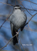 Gray Catbird in Henrico County, VA