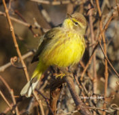 Palm Warbler (Yellow) in Hyde County, NC