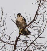 Peregrine Falcon in Prince George County, VA