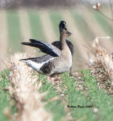 Probable Pink-footed Goose in Charles City County, VA