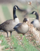 Probable Pink-footed Goose in Charles City County, VA