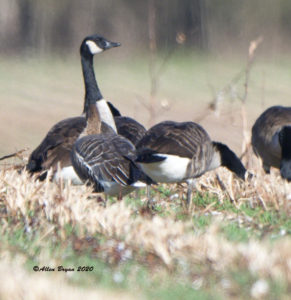 Additional perspective of Pink-footed Goose in Charles City County, VA