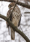 Immature Red-shouldered Hawk in Charles City County, VA