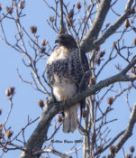Northern Red-tailed Hawk (abieticola) in Charles City County, VA