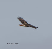 Northern Red-tailed Hawk (abieiticola) #3 in flight inCharles City County, VA