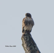 Northern Red-tailed Hawk (abieiticola) #2 in Charles City County, VA