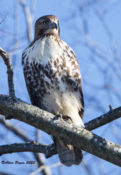 Immature Red-tailed Hawk (no ssp.) in Charles City County, VA