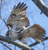 Immature Red-tailed Hawk (no ssp.) in Charles City County, VA