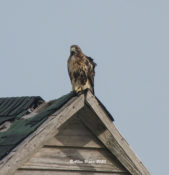 Northern Red-tailed Hawk (abieticola) in Hyde County, NC