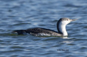 Red-throated Loon on the bay at Grandview Nature Preserve, VA