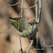 Ruby-crowned Kinglet in Henrico County, VA demonstrating its crown