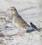 Savannah (Ipswich) Sparrow at Grandview Nature Preserve, Hampton, VA