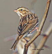Savannah Sparrow at Malvern Hill Battlefield, eastern Henrico County, VA