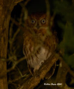 Screech Owl (red morph) in Hyde County, N.C.