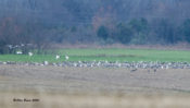 Distant Snow Geese at Curles Neck Farm, Henrico County, VA