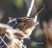 Swamp Sparrow with a nice vibrant crown, Charles City County, VA
