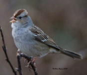 Continued and expected White-crowned Sparrows in Charles City County, VA
