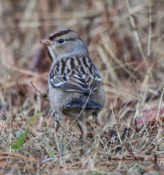 Immature White-crowned Sparrow in Charles City County, VA